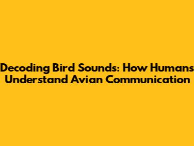 Decoding Bird Sounds: How Humans Understand Avian Communication