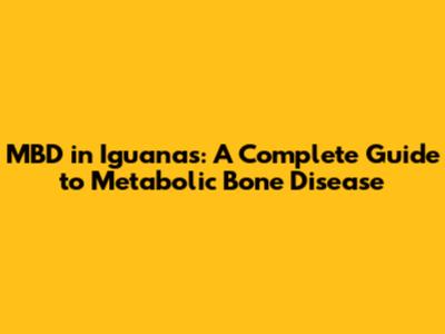 MBD in Iguanas: A Complete Guide to Metabolic Bone Disease